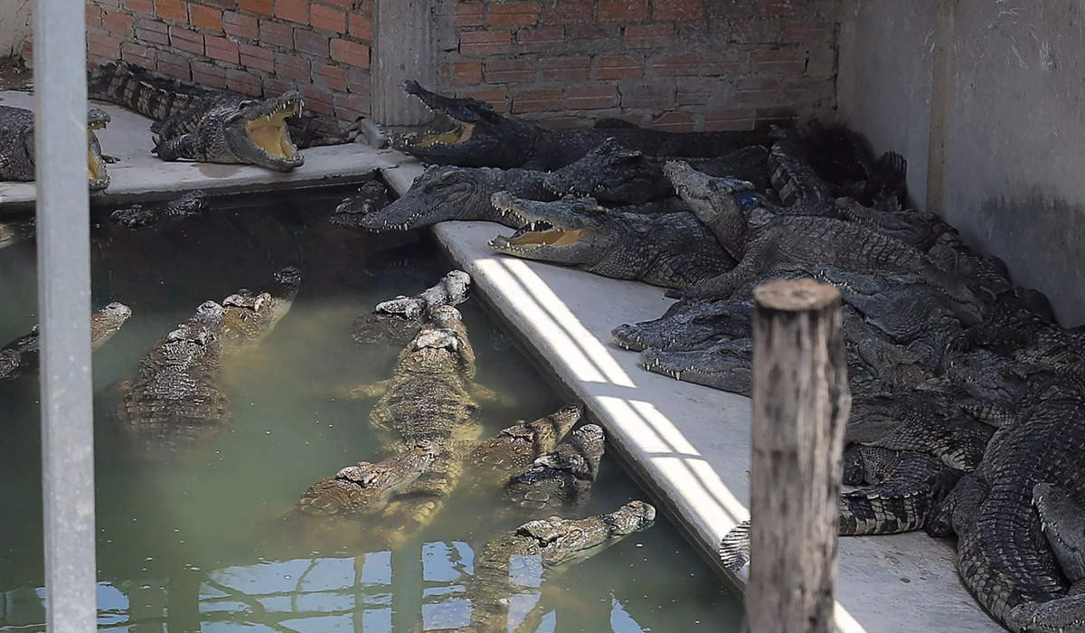Cambodia crocodile farmer killed after falling into enclosure
